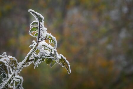 The first November frosts in Poland. Frozen twigs of cherry tomato plants with blurry background.の写真素材