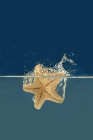 Starfish falling into a water