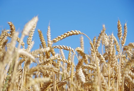 Wheat ears in the field and blue sky on the backgroundの写真素材