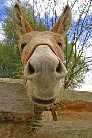 Face of brown donkey on the farmの写真素材