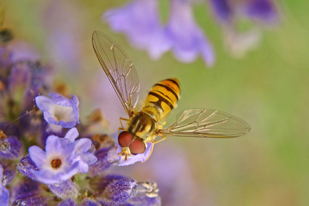 Small wasp on the purple flowerの写真素材