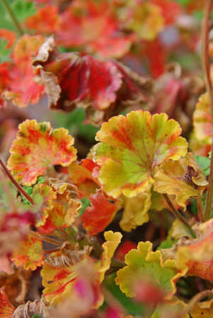 Colorful leaves of geraniums flowerの写真素材