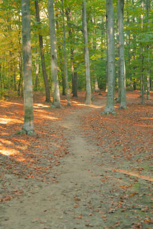 Pathway between trees in the forest