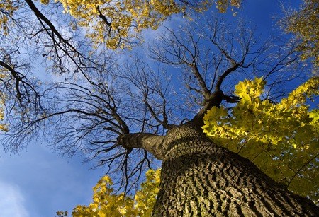 Blue sky and tree without leaves in autumn