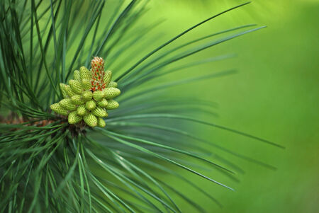 Branch of pine tree with green cone