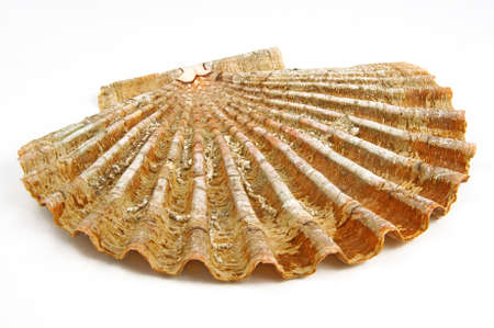 Sea shell isolated on white