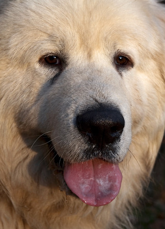 Portrait of a great pyrenean dogの写真素材