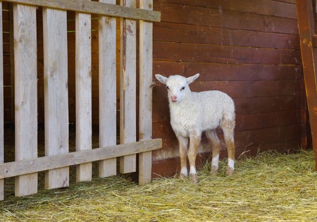 Little lamb in wooden shelterの写真素材