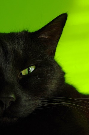 Portrait of black cat on green の写真素材