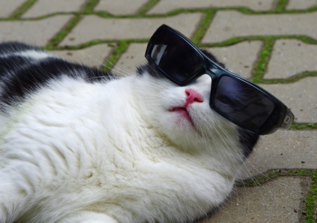 Portrait of funny cat with sunglassesの写真素材