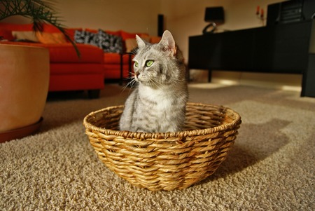 Cat sitting in the basketの写真素材