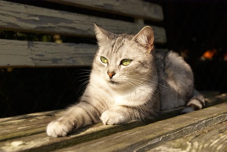 Grey striped cat lying on the garden benchの写真素材