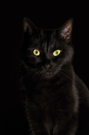 Portrait of black cat against black backgroundの写真素材