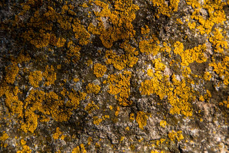 Close up of yellow lichens on grey stone