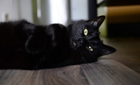 Close up of cute cat lying on the floorの写真素材