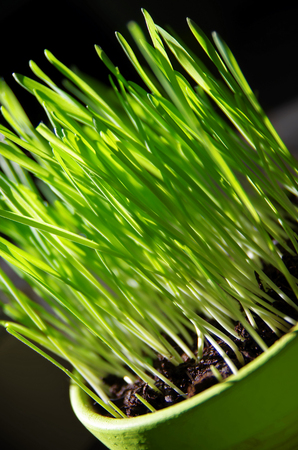 Close up of green wheat seedling in a flowerpotの写真素材