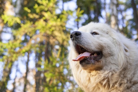 Portrait of Great Pyrenees Dog in natureの写真素材