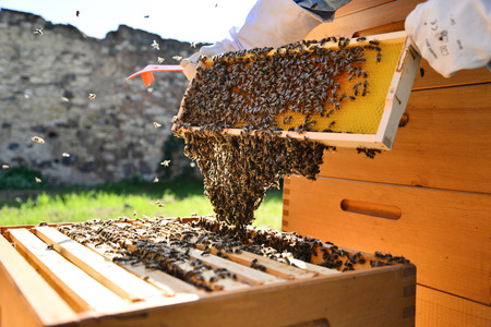 Close up of wooden frame with honey cells. Bees on honey cells. 