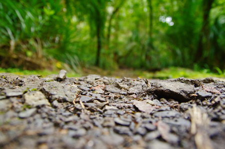 Close up view of the ground, blurred jungle in the background. の写真素材