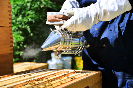 Portrait of beekeeper using a smoker to calm down the bees. Beekeeping on sunny day. の写真素材