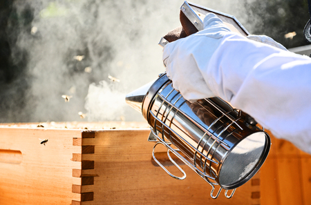 Portrait of beekeeper using a smoker to calm down the bees. Beekeeping on sunny day. 