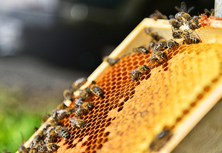 Close up of a lot of bees on the honeycomb. Blurred background on sunny day. Beekeeping concept. 