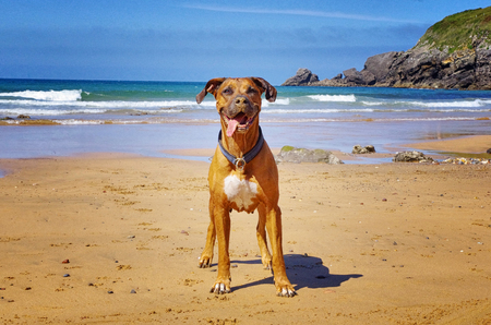 Brown ridgeback dog on the beach. Funny smiling dog with tongue out. Sandy beach and sea in the background.  の写真素材