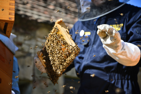 Beekeeper is working in the apiary. Man holding a wooden frame with bees.の写真素材