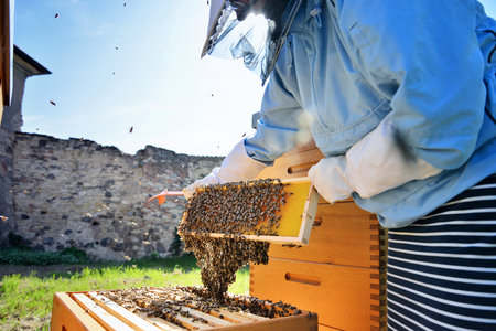 Female beekeeper working with bees in the apiary. Beekeeping.