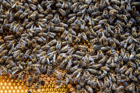 Close up of many bees on the yellow honeycomb. Background with bees and honeycomb. Beekeeping.