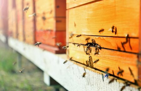 Close up of flying bees. Wooden beehive and bees.の写真素材