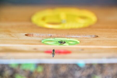Top view of bee and wooden beehive. Blurred background. Beekeeping concept.
