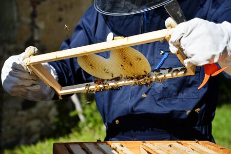 Close up of wooden frame with honey cells. Bees on honey cells. Beekeeping concept.