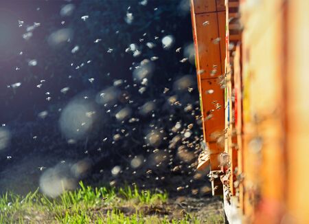 Bees flying around beehive. Beekeeping concept. Wooden beehives in the garden.の写真素材