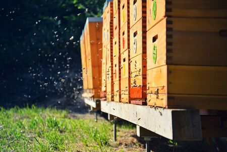 Bees flying around beehive. Beekeeping concept. Wooden beehives in the garden. Threat of bees...