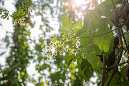 Twig with ripe hops on the farm. Plantation of hops. Humulus Lupulus. Hop garden. Beer hops.の写真素材