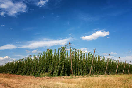 Landscape view of hop garden and blue sky in the background. Beer production in Czech Republic. Hops growing. Beer production. Hop garden.の写真素材