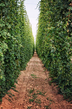 View of the alley in hop field. Beer production. Hop garden in Czech Republic.の写真素材