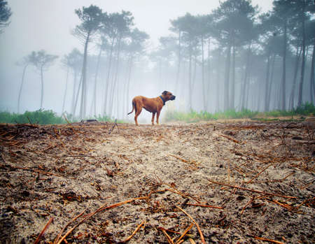 Dog alone in the misty forest. Lost dog concept. Portrait of a brown dog in the forest.の写真素材