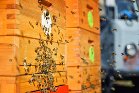 Close up of flying bees. Wooden beehive and bees.の写真素材