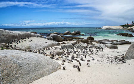 Boulders Penguin Colony, Boulders Beach, Cape Town, South Africa. Black footed penguins.の写真素材