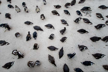 Boulders Penguin Colony, Boulders Beach, Cape Town, South Africa. Black footed penguins. Top view. Penquins on the beach.の写真素材