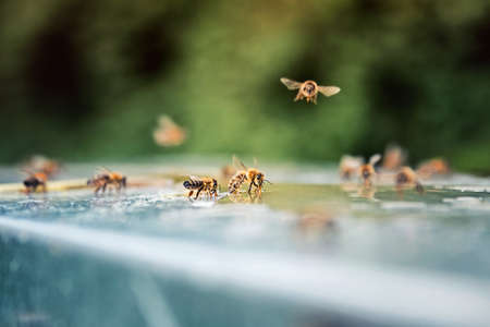 Beekeeping. Flying bees around spilled honey. Macro photography of bees.の写真素材