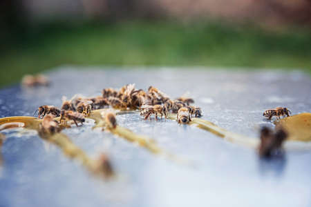 Beekeeping. Flying bees around spilled honey. Macro photography of bees.の写真素材
