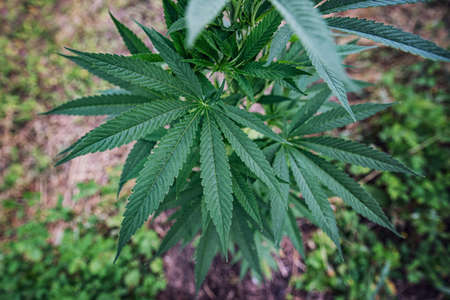Close up of green marihuana leaf. Cannabis. Hemp plant.の写真素材
