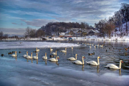 Swans in the Wisla  river,  near Tyniec, winter のeditorial素材