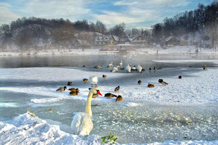 Swans and ducks in the river in winterの写真素材