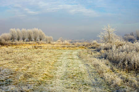 Trees and meadow covered by hoarfrost against a blue skyの写真素材