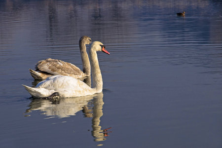 Two swans in Wisla riverの写真素材
