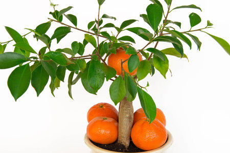 Small orange tree  Isolated on a white の写真素材